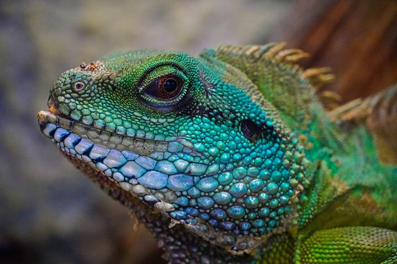 Dragon Terrariums