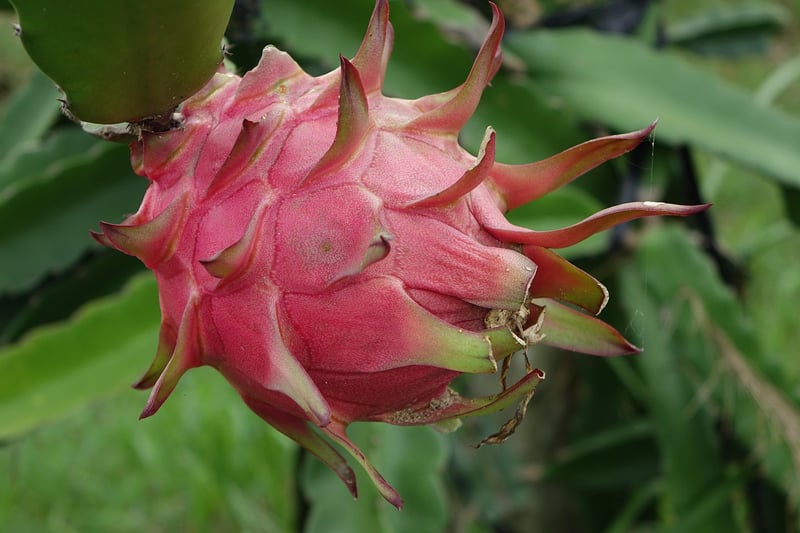 Dragon Fruit Picking